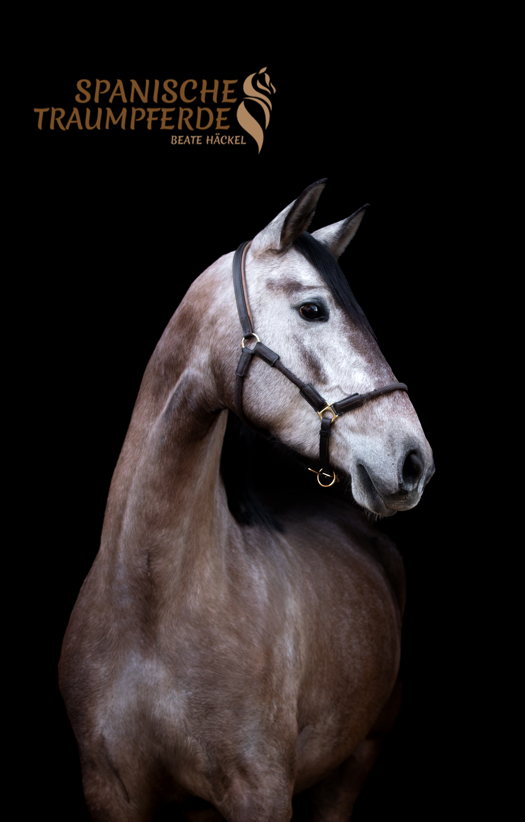 SALMA SH, Pura Raza Español, Stute, 2022